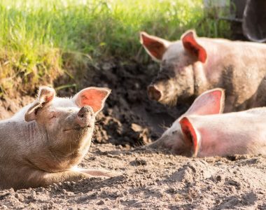 pigs-4028140_1920 (2)