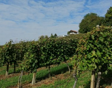 vinogradi 1-1